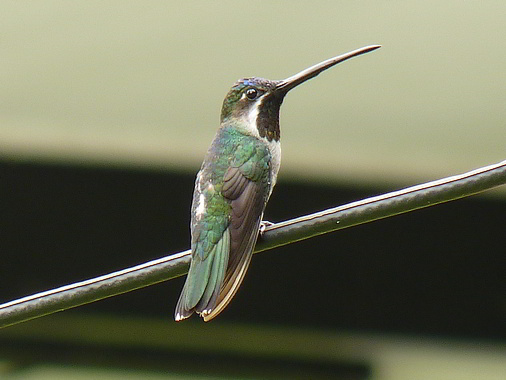 Trinidad and Tobago Humming Bird watching Long-billed Starthroat Heliomaster longirostris