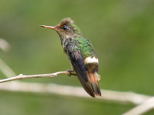 Trinidad and Tobago Humming Bird watching Tufted Coquette Lophornis ornatus