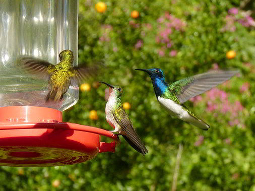 Trinidad and Tobago Humming Bird watching Yerette feeder