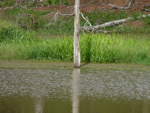 Inniss Field Reservoir Dam trunk Trinidad Lakes nature wildlife
