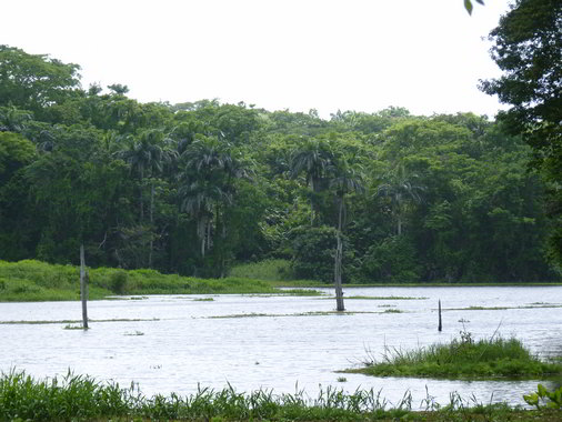 Inniss Field Reservoir Dam water edge Trinidad Lakes nature wildlife