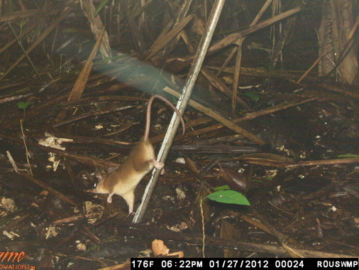 Trail Camera 1 Robinson's mouse opossum Marmosa robinsonii