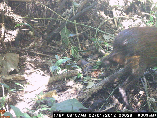 Trail Camera Agouti