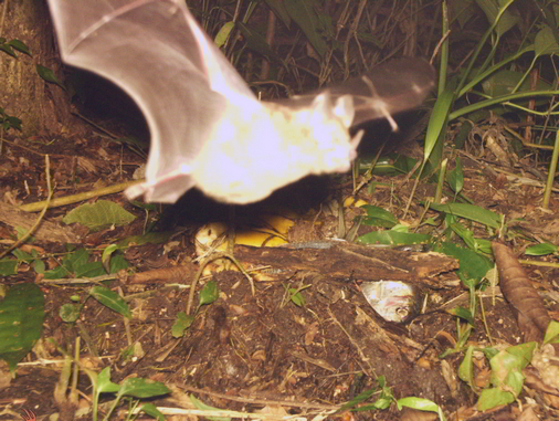 Trail Camera Bat