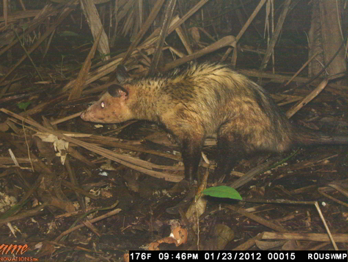 Trail Camera Didelphis marsupialis insularis Black-eared Opossum Manicou