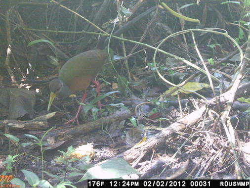 Trail Camera Gray-necked Wood-Rail Aramides cajanea Birdwatching Trinidad Birds of Trinidad Tobago nature wildlife