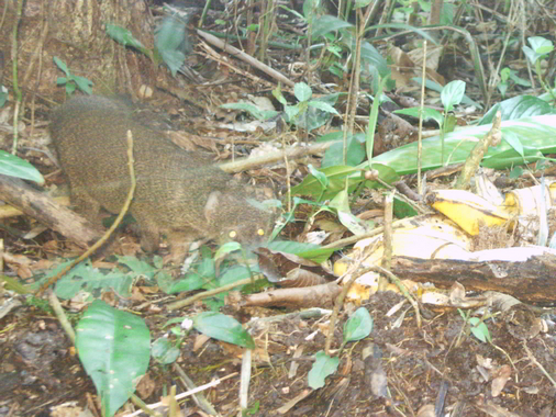 Trail Camera Indian Mongoose 2