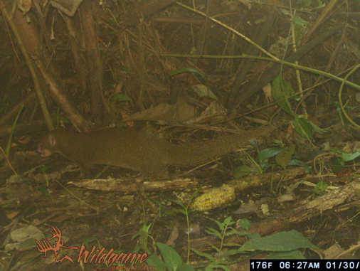 Trail Camera Indian Mongoose