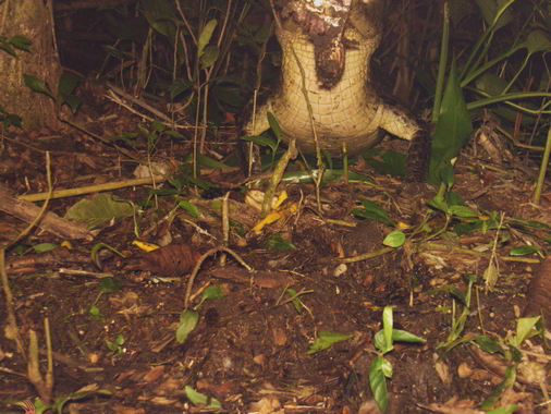 Trail Camera Spectacled Caiman