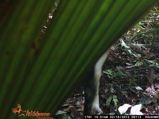 Trail Camera mystery