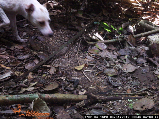 Dog Hunting Trinidad and Tobago