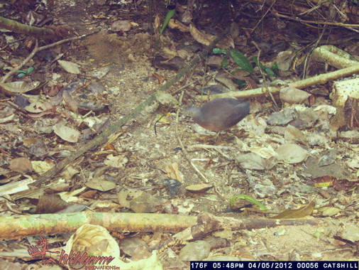Little Tinamou Crypturellus soui Birds of Trinidad and Tobago wildlife