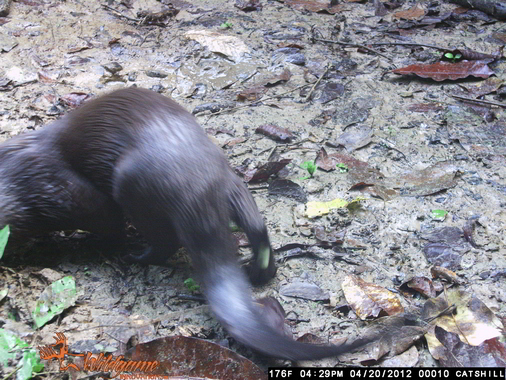 Neotropical River Otter Lontra longicaudis Mammals Trinidad and Tobago