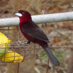 Birds of Trinidad Common Garden Birds Birdwatching Trinidad Silver-beaked Tanager Ramphocelus carbo